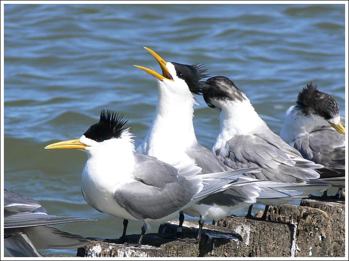 Crested Terns.
At Marlay Landing, Lake Wellington.
