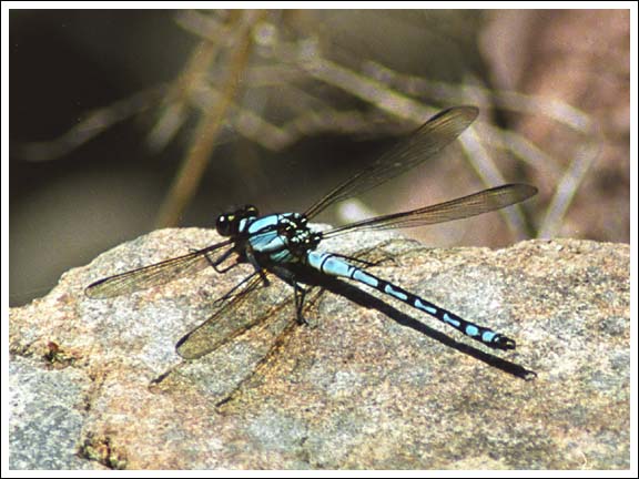 Arrowhead Rockmaster.
Diphlebia nymphoides.
