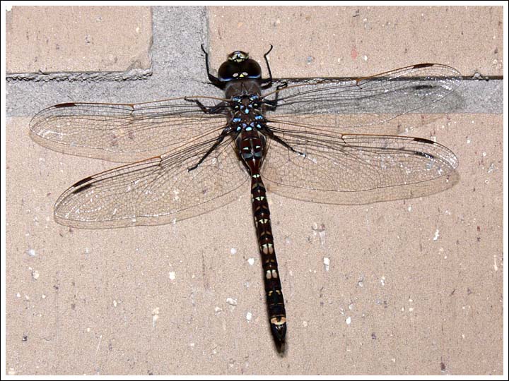 Blue-spotted Hawker.
Aeshna brevistyla.
