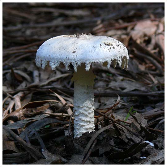 Amanita farinacea.
