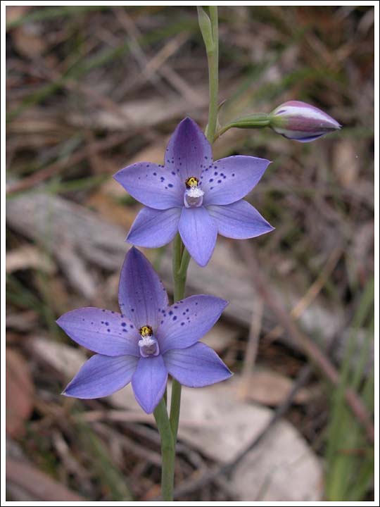 Dotted Sun-orchid.
Thelymitra ixioides, typical form.
