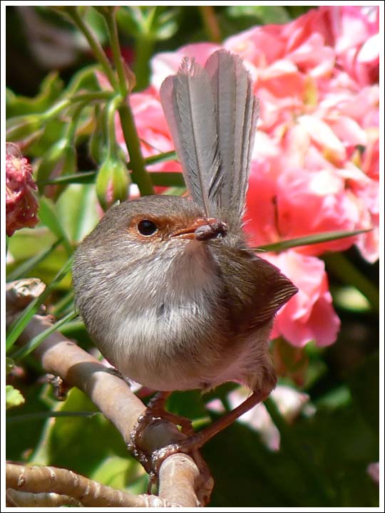 Female Superb Fairy Wren
