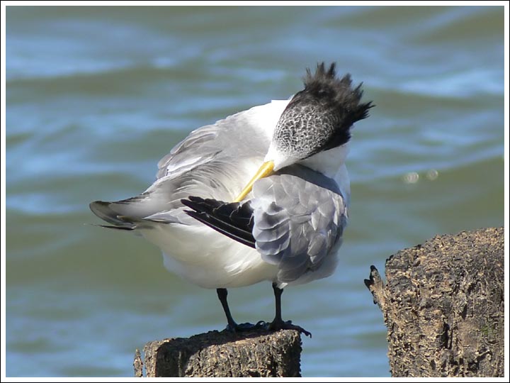 Crested Tern.
Preening.
