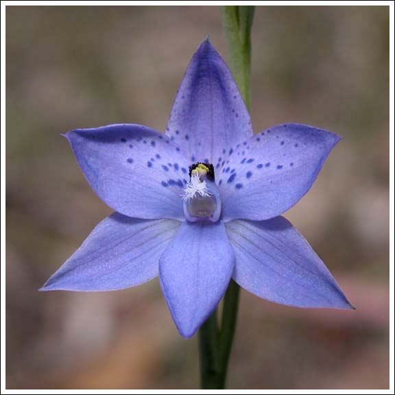 Dotted Sun Orchid.
Thelymitra ixioides, typical form.
