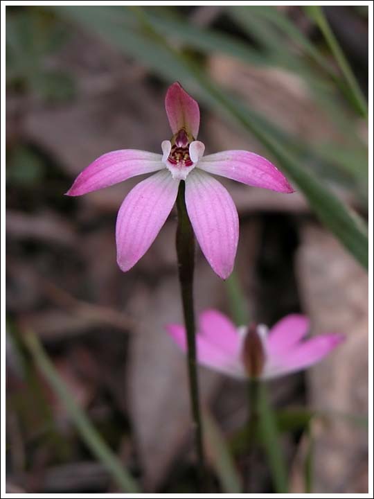 Dusky Fingers.
A deeply coloured flower.
