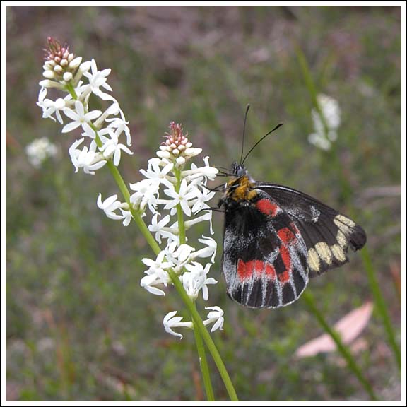 Imperial White Butterfly.
Nectaring on Stackhousia monogyna.
Delias harpalyce.
