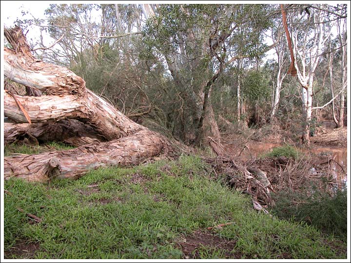 View 2.
A large Redgum washed out.
