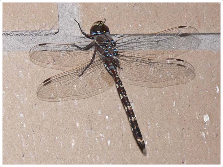 Blue-spotted Hawker.
Aeshna brevistyla.
