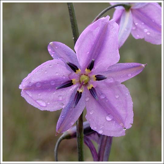 Chocolate Lily.
Arthropodium strictus.
