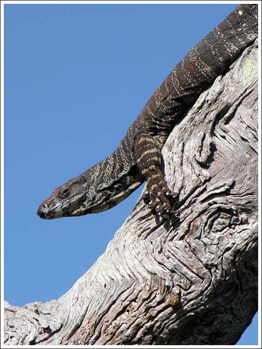 Lace Monitor.
