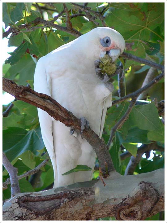 Little Corella eating Plane Tree seeds.
