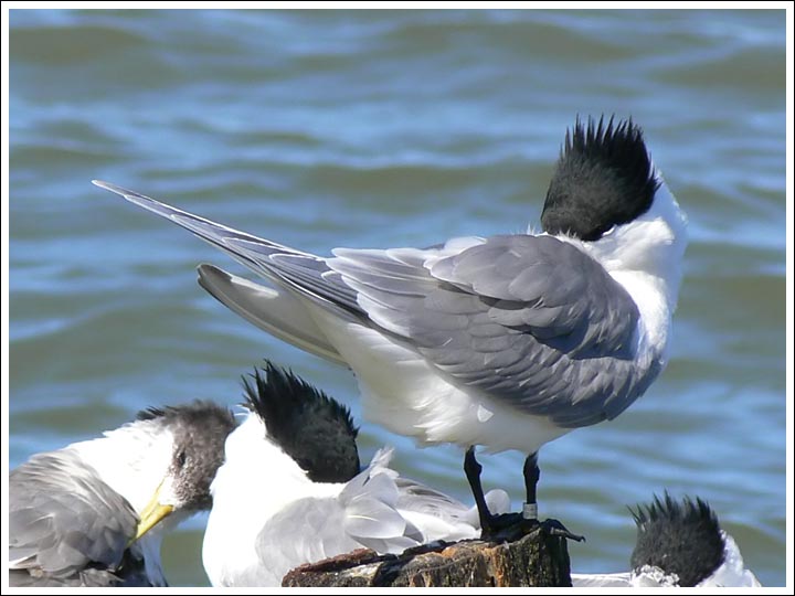 Crested Terns.
