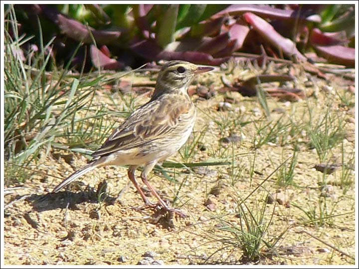 Richard's Pipit.
