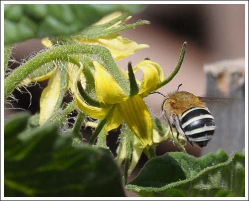 Blue-banded Bee.
Pollinating tomato plants.
