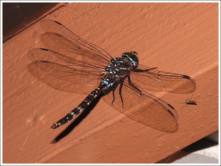 Blue-spotted Hawker.
Aeshna brevistyla.
