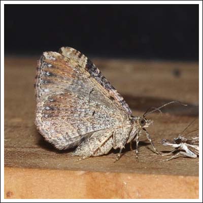 Gastrina cristaria.
With wings together.
