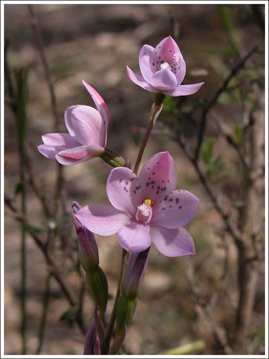 Dotted Sun-orchid
Pink form.
