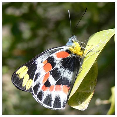 Imperial White Butterfly.
Delias harpalyce.
