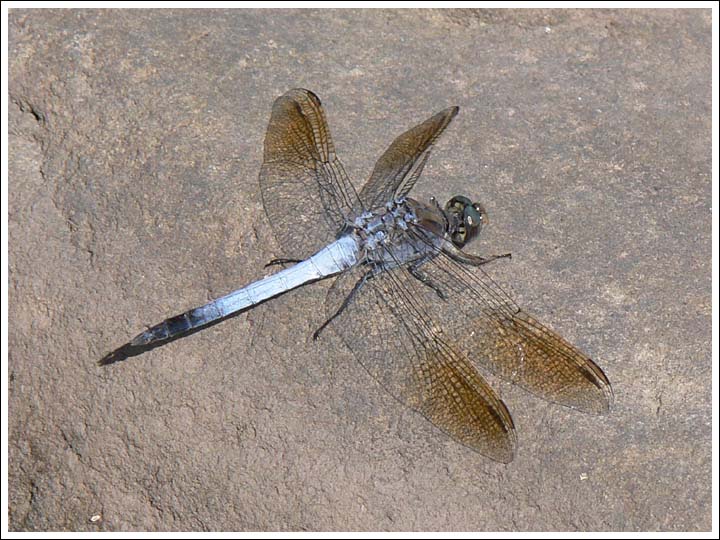 Blue Skimmer.
Orthetrum caledonicum.
