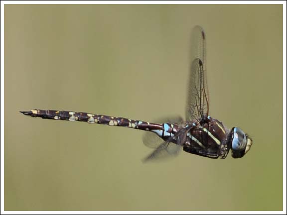 Blue-spotted Hawker.
Aeshna brevistyla.
