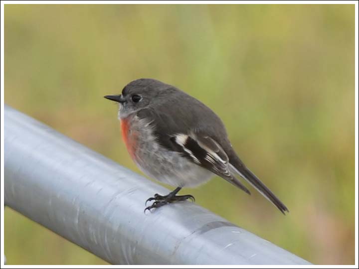 Scarlet Robin.
Female on rainy day.
