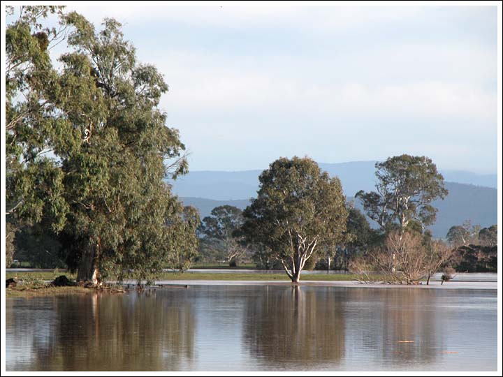 View 4
The old Manna Gum is on the left.
