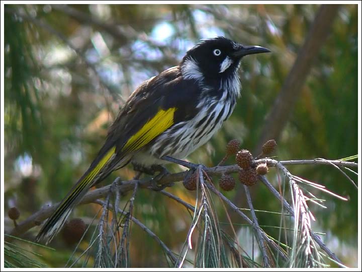 New Holland Honeyeater.
