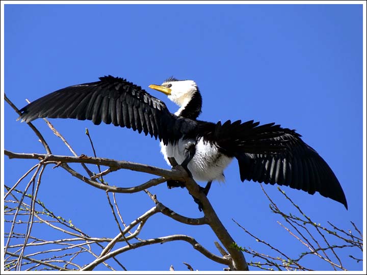 Little Pied Cormorant.
Drying wings.
