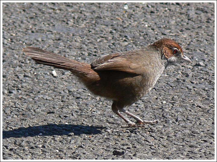 Rufous Bristlebird.
