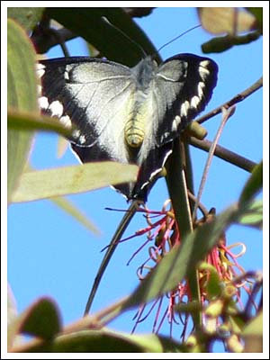 Imperial White Butterfly.
Delias harpalyce, on host plant Amyema pendula.
