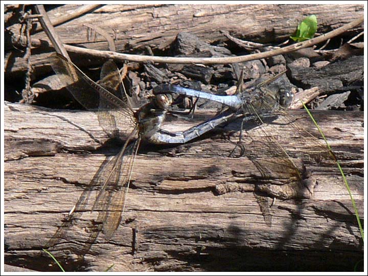 Blue Skimmer.
Orthetrum caledonicum, wheel position.
