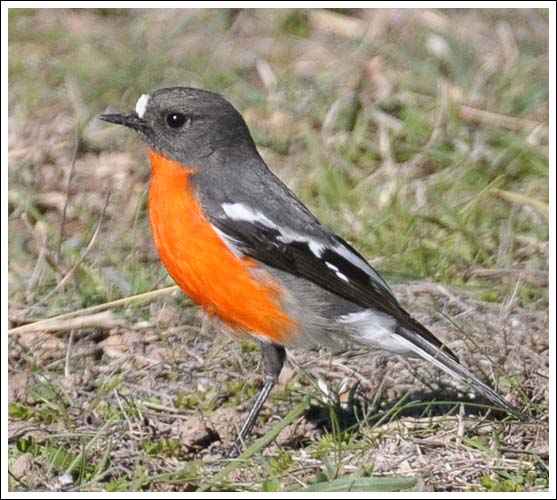 Flame Robin.
Male bird.
