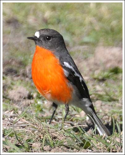 Flame Robin.
Male bird.
