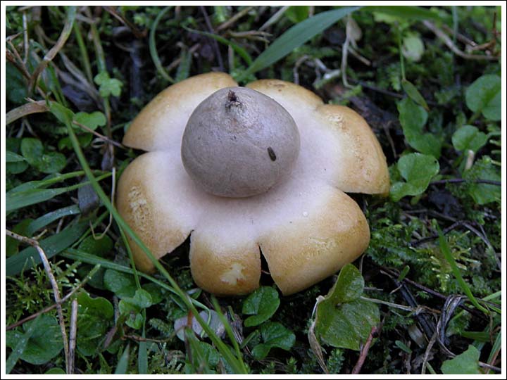 Geastrum triplex.
Collared Earth Star.
