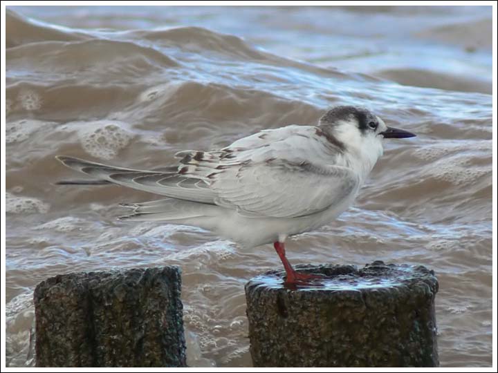 Image 5.
Another tern showing some remaining juvenile plumage.
