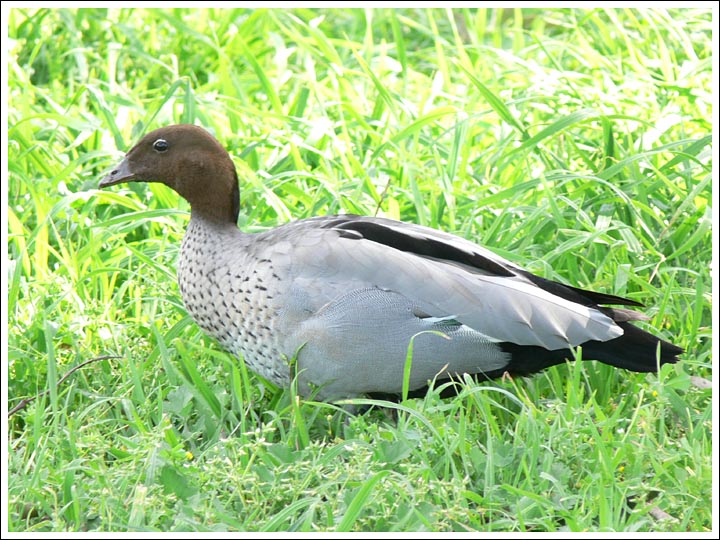 Australian Wood Duck.
Great grazers.
