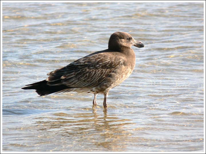 Pacific Gull.
Immature.
