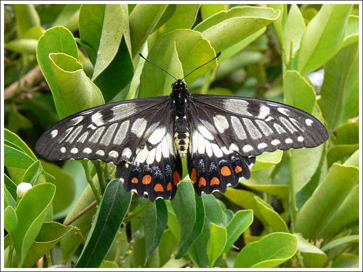 Dingy or Dainty Swallowtail.
Papilio anactus.
