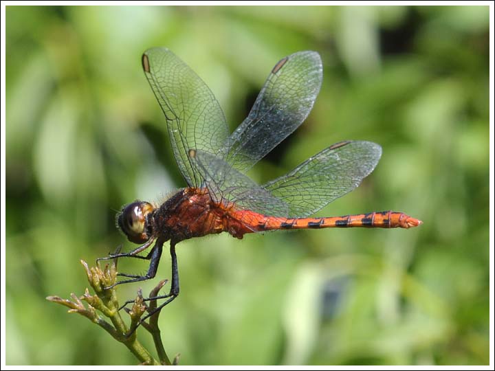 Black-faced Percher, male.
Diplacodes melanopsis.
