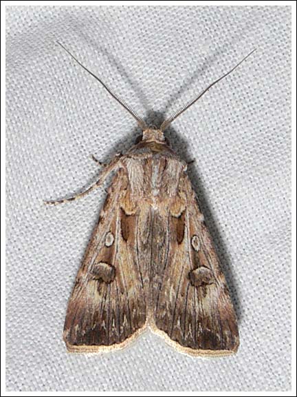 Agrotis species
Noctuidae,
Noctuinae
