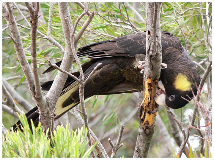 Yellow-tailed Black Cockatoo.
Feeding on witchetty grubs in an Acacia floribunda in our garden.
