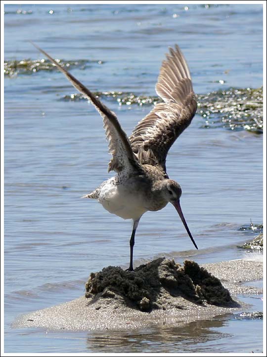 Bar-tailed Godwit.
At Point Wilson.
