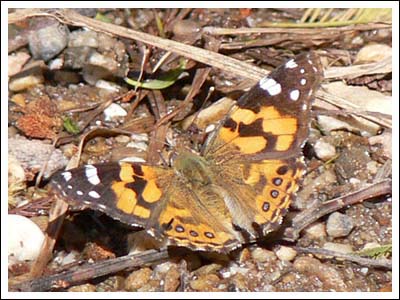 Painted Lady Butterfly.
Vanessa kershawi
