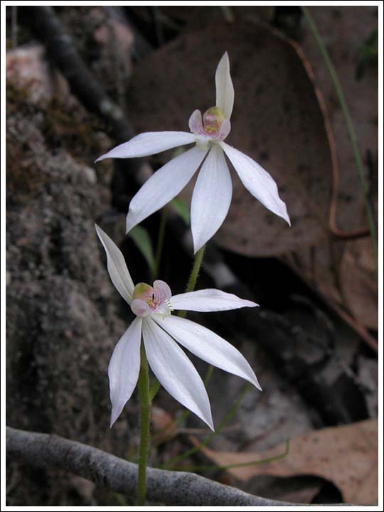 Pink Fingers.
Caladenia carnea, a white form.
