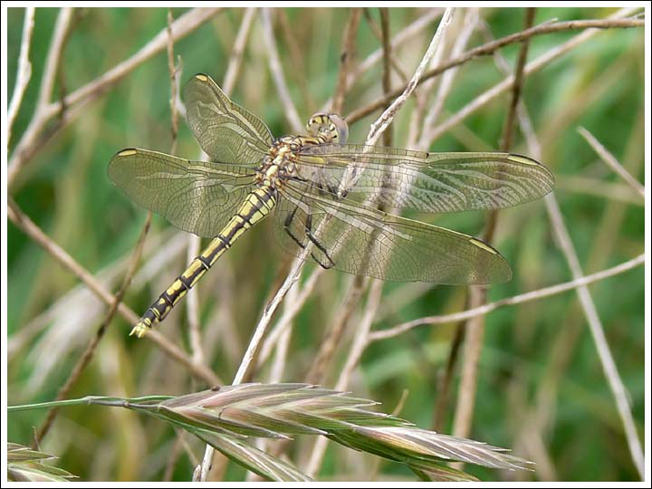 Blue Skimmer.
Orthetrum caledonicum.
