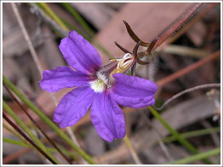 Purple Fanflower
Scaevola ramosissima.
