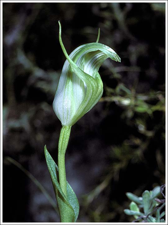 Mountain Greenhood.
Pterostylis alpina.
