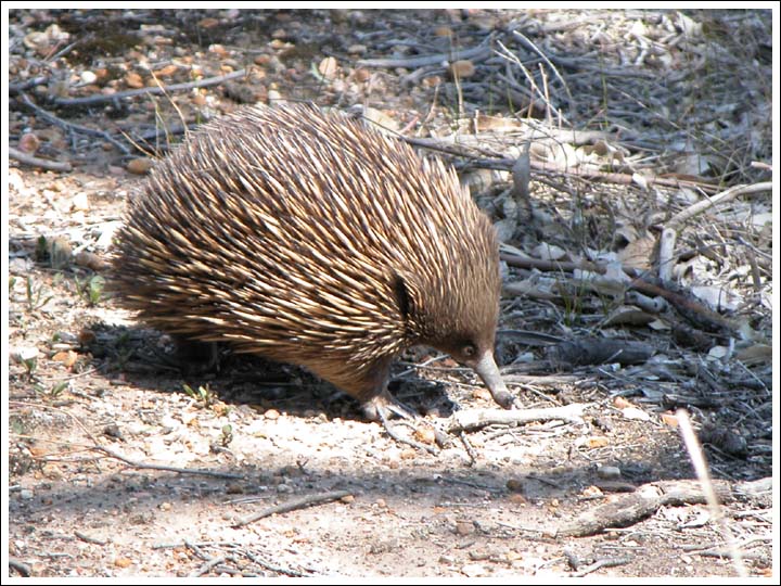 Short-beaked Echidna.
