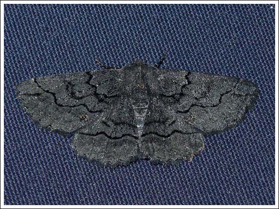 Melanodes anthracitaria.
Geometridae, Ennominae.
This is the all black form.
