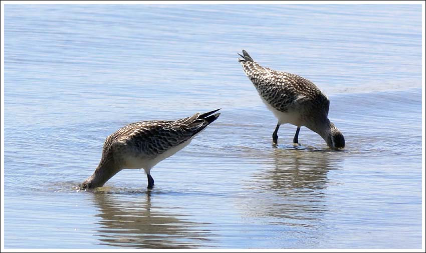 Bar-tailed Godwits.
Feeding.
